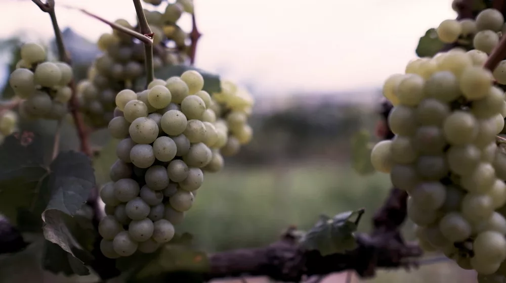 Grafting video still